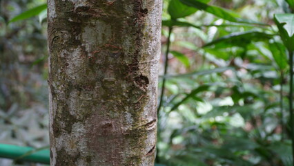 The background of the tree trunk is blackish brown with a rough textured outer surface.