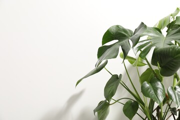 Beautiful monstera growing near white wall indoors, closeup. Space for text © New Africa