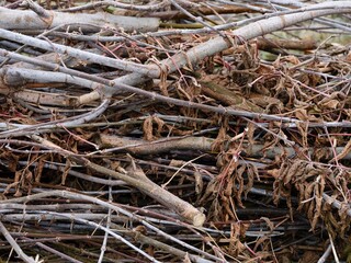 Close-up shot of a pile of dry, cut branches and twigs.