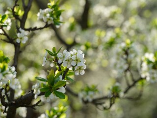 Close-up shot of white flowers blooming on plum tree branches