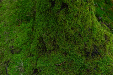 Vibrant green moss texture covering surface in soft focus macro shot. Natural organic forest ground vegetation creating lush carpet pattern for nature backgrounds.
