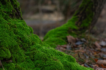 Fototapeta premium Vibrant green moss covering the base of a tree trunk in an autumn forest against a backdrop of dry fallen leaves. A natural ecosystem scene showcasing organic growth, moisture, and biodiversity.