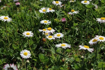 Close-up of a vibrant spring meadow full of Bellis perennis daisies in green grass, with white petals and yellow centers in bright sunlight