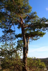 Fototapeta premium Tall Scots pine tree with gnarled trunk and green branches against a bright blue sky, highlighting natural beauty, forest environment, and the sunny outdoors