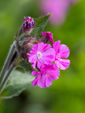 Red Campion