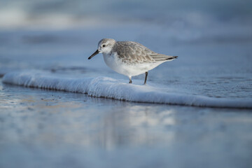 Obraz premium Sanderling on the beach in front of the sea