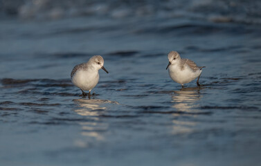 Fototapeta premium Sanderling on the beach in front of the sea