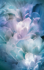 Floral vertical spring background.  Peonies flowers and petals flowers. Close-up.  Greeting card.  Nature.