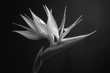 A close up of a white flower displays its petals and unique shape against a dark backdrop