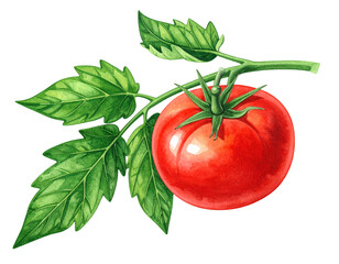 Branch of fresh tomato with leaves, ripe red organic vegetable, close-up, vegetarian