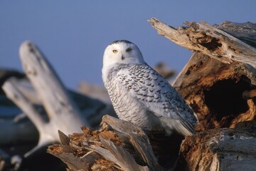 A snowy owl sits on a piece of wood in its environment, looking around as the sun shines on a clear day