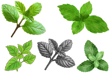 Mint leaf isolated. Mint on white background. Set of mint leaves with clipping path © MDMEHEDIHASAN