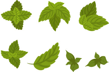 Mint leaf isolated. Mint on white background. Set of mint leaves with clipping path © MDMEHEDIHASAN