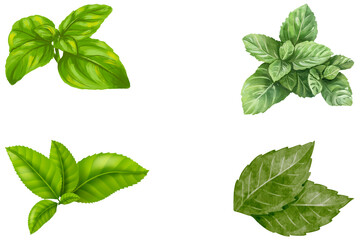 Mint leaf isolated. Mint on white background. Set of mint leaves with clipping path © MDMEHEDIHASAN