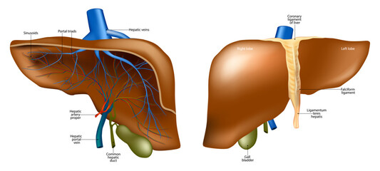 Human Liver Anatomy Illustration Lobes Ligaments and Hepatic Vessels. Medical Liver Structure Illustration with Internal Blood Supply. Liver Diagram with Portal Vein Hepatic Artery and Bile Ducts