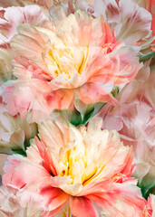Floral spring background.  Peonies flowers and petals flowers. Close-up.  Greeting card.  Nature.