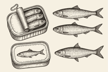 Vintage engraved style illustration of sardines and canned fish in open tins, perfect for culinary packaging, seafood market branding, or historical food preparation concepts.