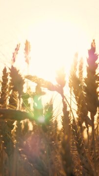 Dry yellow wheat field autumn seasonal landscape with bright sun light sunset sunrise sky closeup. Golden ripe rye meadow stem with grain fall agriculture harvest countryside nature sunny scenery