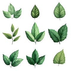 Collection of Green Leaves  isolated on transparent background 