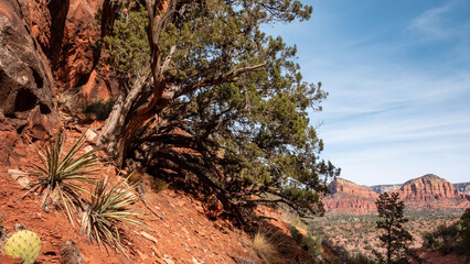 View of the rugged red rock landscape contrasting with green trees and desert vegetation under a clear blue sky in Desert Hills, Arizona, United States.