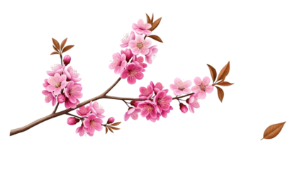 Pink cherry blossoms isolated on transparent background