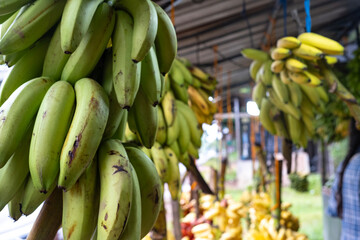 Bananas at a fruit stand in Sri Lanka. Local fruit market.