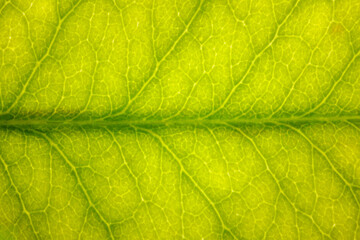 Green leaf veins in vertical macro, organic botanical texture with subtle split tone and plenty of copy space for eco design.