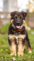 German Shepherd puppy in a garden