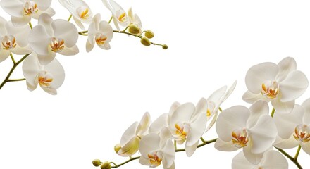 Beautiful white orchid flowers on white background