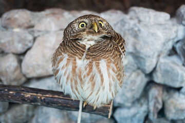 Cute and Fluffy Owl Perched on a Branch Against a Rocky Background