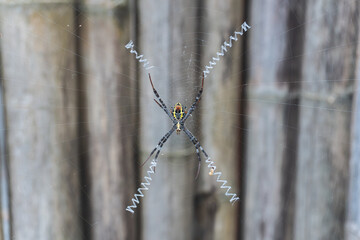 Vibrant Spider on Intricate Web Against Natural Bamboo Background