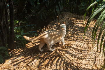 Cat Walking on Thatched Roof in Green Tropical Environment