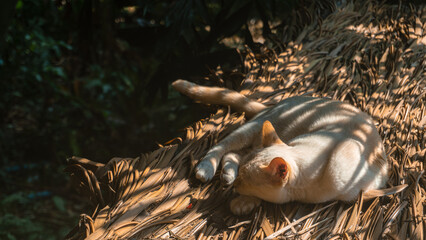 Cat Relaxing in Sunlight on Natural Straw Surface in Lush Environment