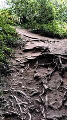 Sentier forestier avec racines apparentes