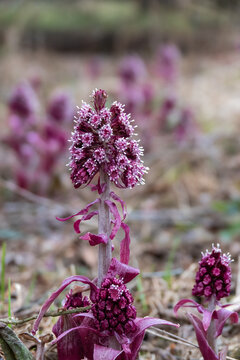 Common butterbur