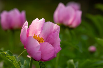 Fototapeta premium Peonies