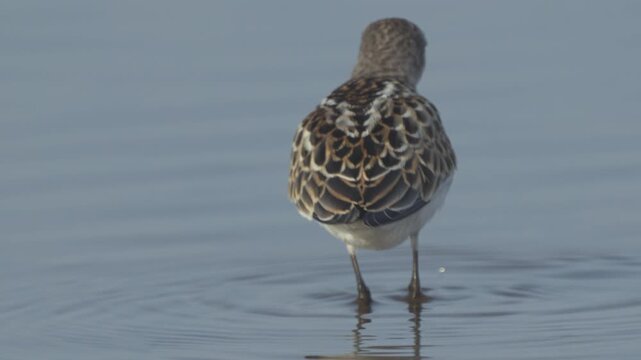 Little stint (Calidris minuta). Close-up of bird walking in water on river bank in search of food. Slow motion.
