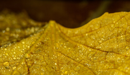 Water droplets on a yellow autumn leaf. Macro photo of a fallen leaf with dew