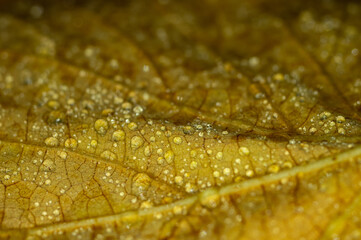 Water droplets on a yellow autumn leaf. Macro photo of a fallen leaf with dew