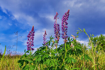 Pink lupines blooming against a blue sky. A summer evening in the field.