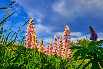 Pink lupines blooming against a blue sky. A summer evening in the field.