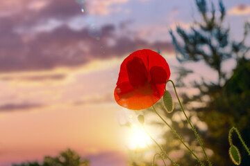 Red poppy flower against the backdrop of sunset