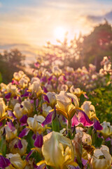 Blooming irises against the backdrop of sunset