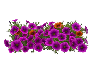 side profile of a tight grouping of petunia flower ground covering centered on a white background realistic