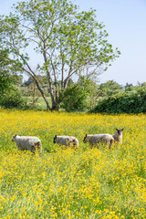 Obraz premium Sheep grazing in a field of yellow buttercups in the Cotswold village of Alvescot, Oxfordshire, England UK