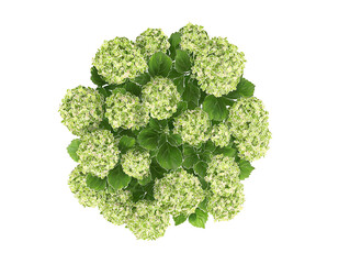 Top down view of a medium sized full limelight hydrangea centered on page on white background realistic for a landscape design