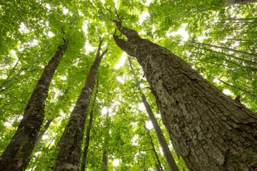 Fototapeta premium The forest seen from below