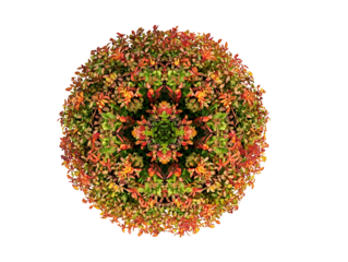 Top down view of a Kaleidoscope Abelia Shrub with red orange and green foliage in an abstract circle centered on page on white background realistic for a la