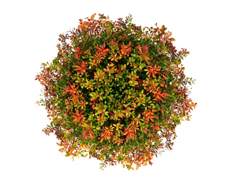 Top down view of an Abelia Shrub with red orange and green foliage in an abstract circle centered on page on white background realistic for a landscape desi - Powered by Adobe