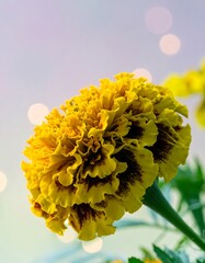 Close-up of a bright yellow flower